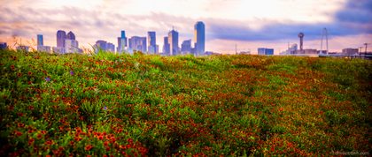 Dallas Flowers Large Redone-Edit-Edit-2